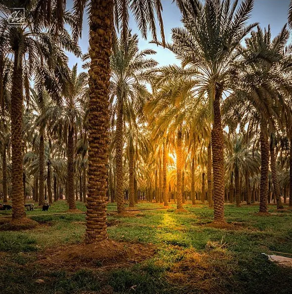 The politics and economic stability of the founding of Saudi Arabia were closely related.