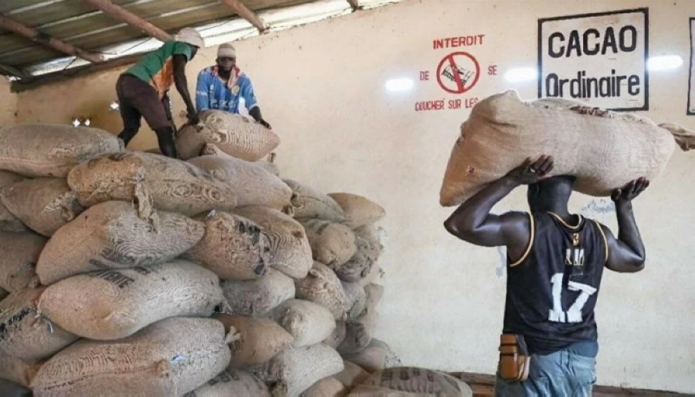 Hot 10%…Cacao price hits lowest level – Saudi News