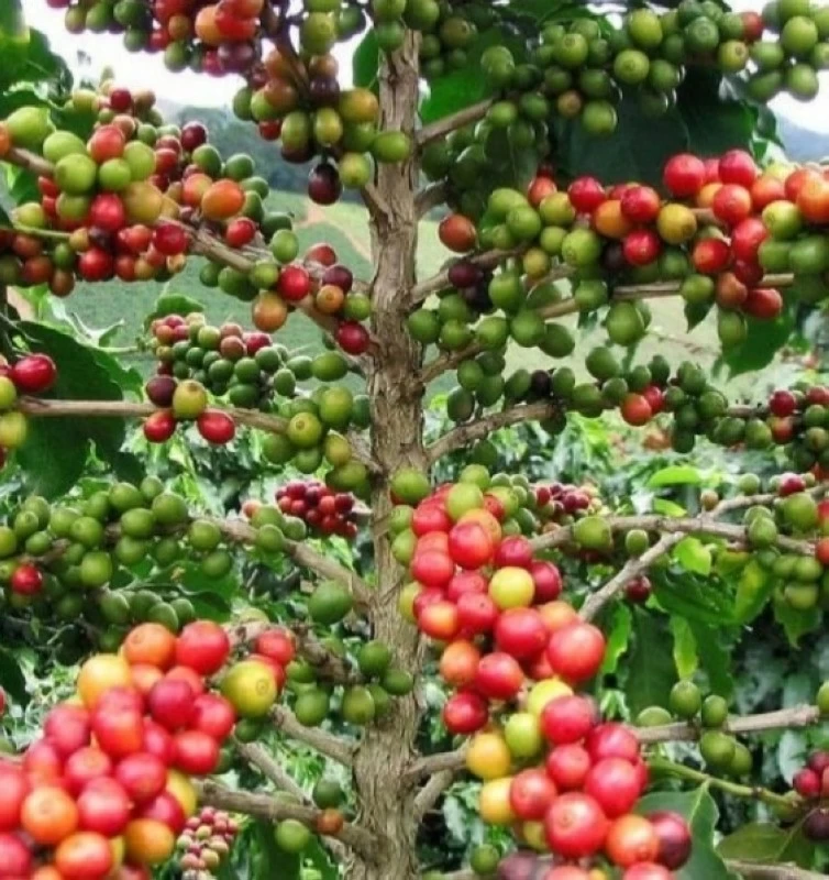 ‘Weqa’ adopts strict requirements for coffee seedling import and trade – Saudi News