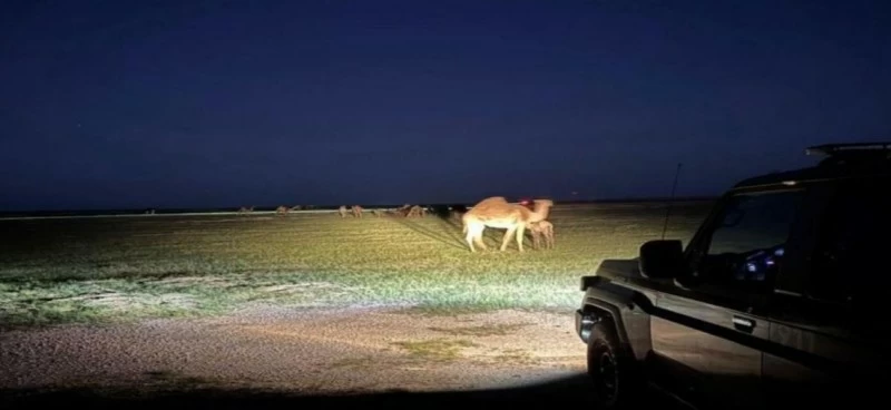 Citizen arrested for grazing violation in Royal Abdulaziz Reserve, violating environmental regulations – Saudi News