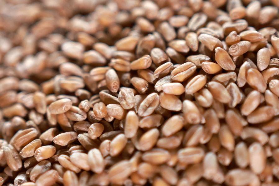 Saudi Arabia issues tender to buy 655,000 tonnes of wheat